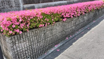 サツキ_満開