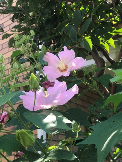 20250803_盛夏の花フヨウ