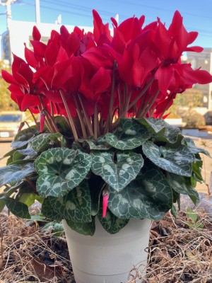 シクラメン20260114