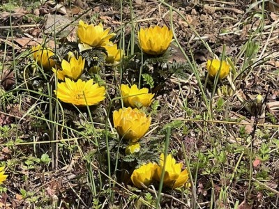 20260224_フクジュソウ